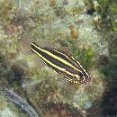 Grammistes sexlineatus (Thunberg, 1792)