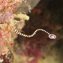 Doryrhamphus (Dunckerocampus) dactyliophorus (Bleeker, 1853)