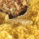 Eviota rubrisparsa Greenfield et Randall, 2010