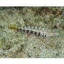 Parapercis sp. 10 (P. sp. 2 of Kuiter, 1992)