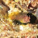 Salarias ramosus Bath, 1992