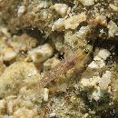 Eviota rubrisparsa Greenfield et Randall, 2010