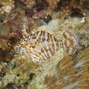 Acreichthys radiatus (Popta, 1901)