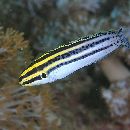 Meiacanthus grammistes (Valenciennes, 1836)