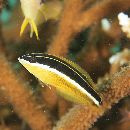 Coris pictoides Randall et Kuiter, 1982