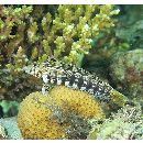 Parapercis sp. 10 (P. sp. 2 of Kuiter, 1992)