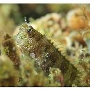 Salarias guttatus Valenciennes, 1836