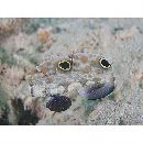 Signigobius biocellatus Hoese et Allen, 1977