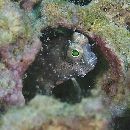 Salarias segmentatus Bath et Randall, 1990