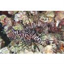 Pterois volitans (Linnaeus, 1758)