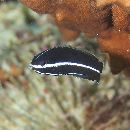 Labrichthys unilineatus (Guichenot, 1847)