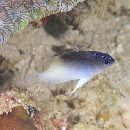 Chrysiptera rollandi (Whitley, 1961)