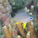 Amblyglyphidodon leucogaster (Bleeker, 1847)