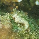 Neosynchiropus morrisoni (Schultz, 1960)