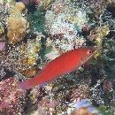 Pseudocheilinus evanidus Jordan et Evermann, 1903