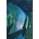 Platax pinnatus (Linnaeus, 1758)