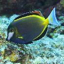 Acanthurus japonicus (Schmidt, 1931)