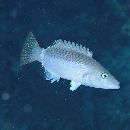 Oxycheilinus unifasciatus (Streets, 1877)