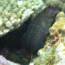 Cirripectes imitator Williams, 1985