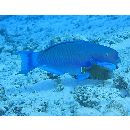 Chlorurus microrhinos (Bleeker, 1854)