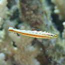 Hologymnosus doliatus (Lacepede, 1801)