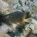 Plectroglyphidodon lacrymatus (Quoy et Gaimard, 1825)