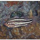 Grammistes sexlineatus (Thunberg, 1792)