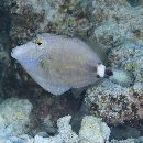 Cantherhines fronticinctus (Gunther, 1867)