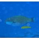 Chlorurus microrhinos (Bleeker, 1854)