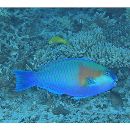 Chlorurus bowersi (Snyder, 1909)