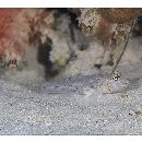 Fusigobius neophytus (Gunther, 1877)