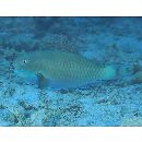 Chlorurus microrhinos (Bleeker, 1854)