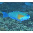 Chlorurus bowersi (Snyder, 1909)