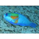 Chlorurus bowersi (Snyder, 1909)