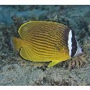 Chaetodon auripes Jordan et Snyder, 1901