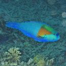 Chlorurus bowersi (Snyder, 1909)