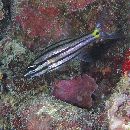 Cheilodipterus quinquelineatus Cuvier, 1828