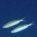 Pterocaesio trilineata Carpenter, 1987