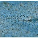 Diplogrammus goramensis (Bleeker, 1858)