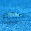 Parupeneus multifasciatus (Quoy et Gaimard, 1825)