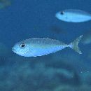 Naso thynnoides (Cuvier, 1829)