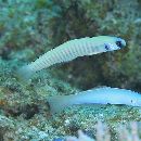 Ptereleotris zebra (Fowler, 1938)