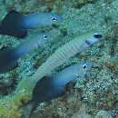 Ptereleotris zebra (Fowler, 1938)