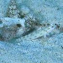 Ctenogobiops feroculus Lubbock et Polunin, 1977