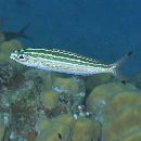 Pterocaesio trilineata Carpenter, 1987