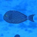 Acanthurus mata (Cuvier, 1829)