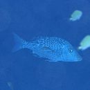 Lethrinus nebulosus (Forsskal, 1775)