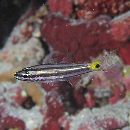 Cheilodipterus quinquelineatus Cuvier, 1828