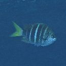 Abudefduf notatus (Day, 1870)