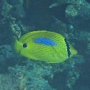 Chaetodon plebeius Cuvier, 1831